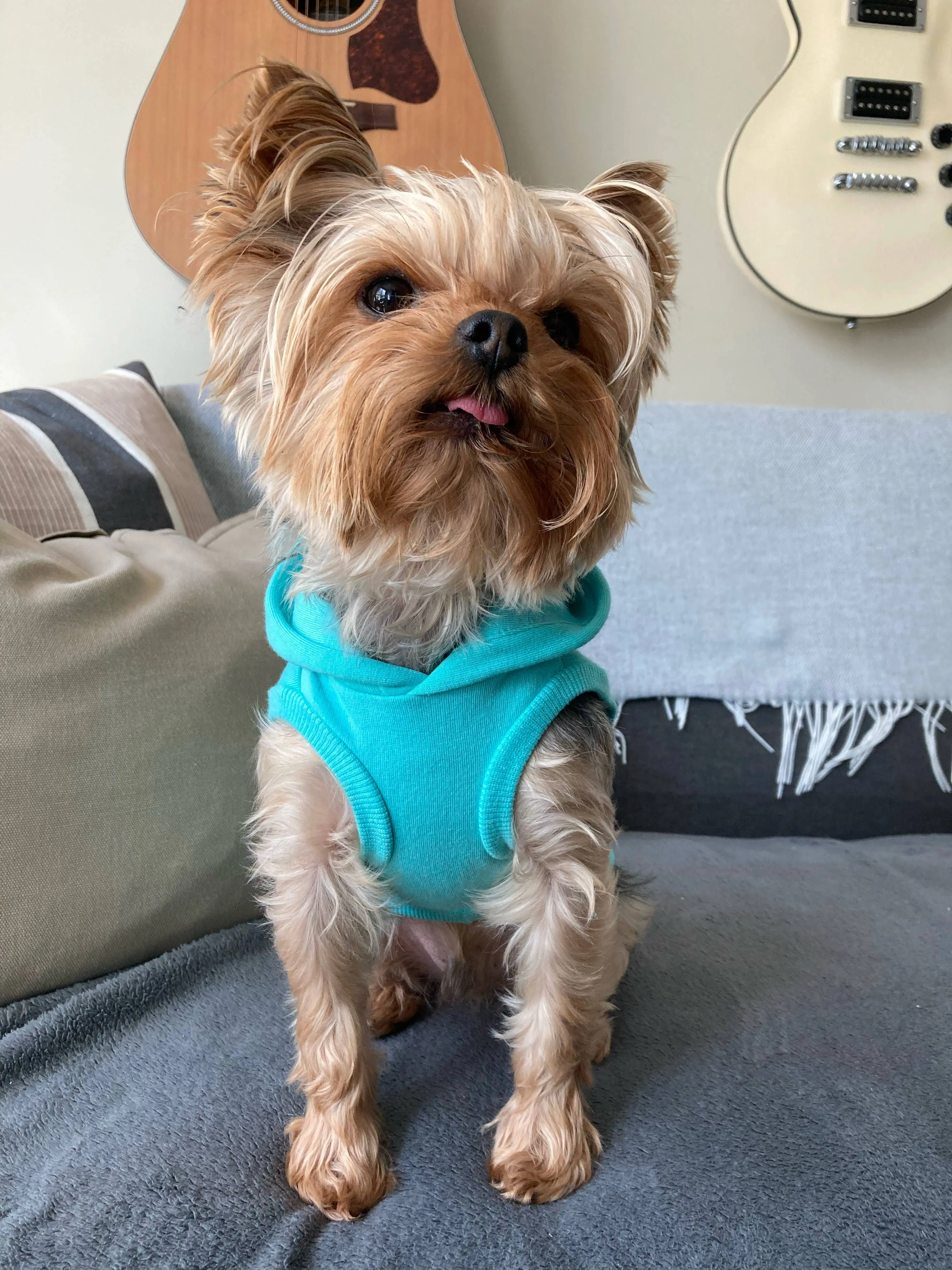 Bamboo Dog Hoodie - Turquoise
