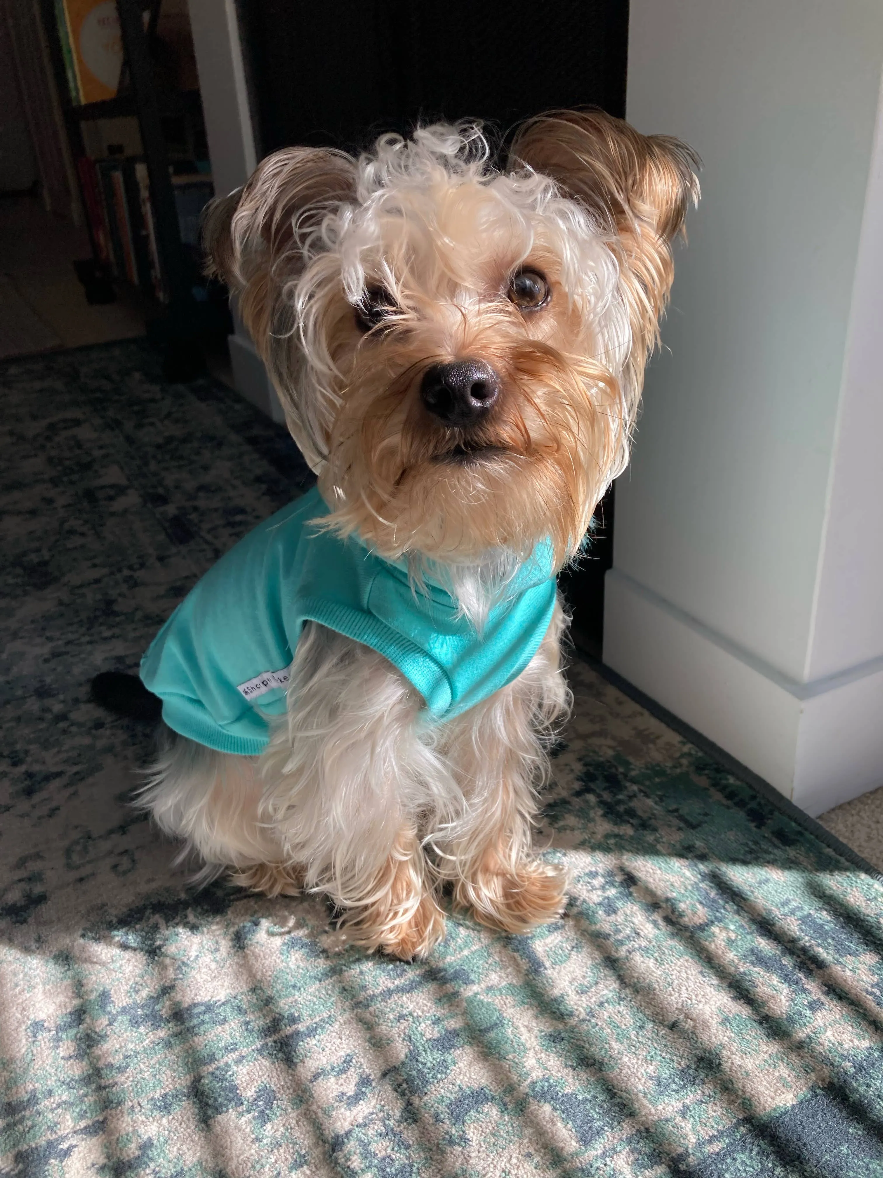 Bamboo Dog Hoodie - Turquoise